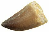 Fossil Mosasaur (Thalassotitan) Tooth - Morocco #364063-1